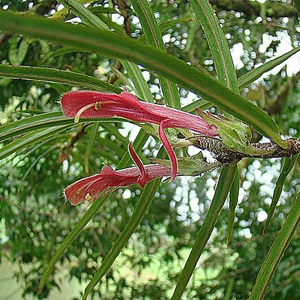 Columnea linearis unspecified picture