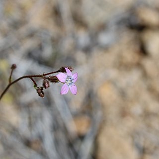 Gilia brecciarum unspecified picture