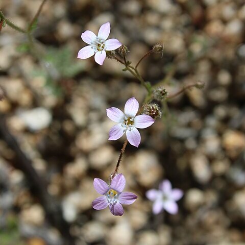 Gilia brecciarum unspecified picture