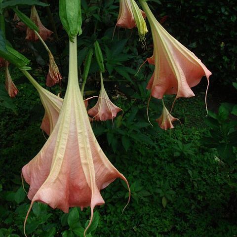 Brugmansia insignis unspecified picture