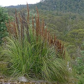 Gahnia grandis unspecified picture