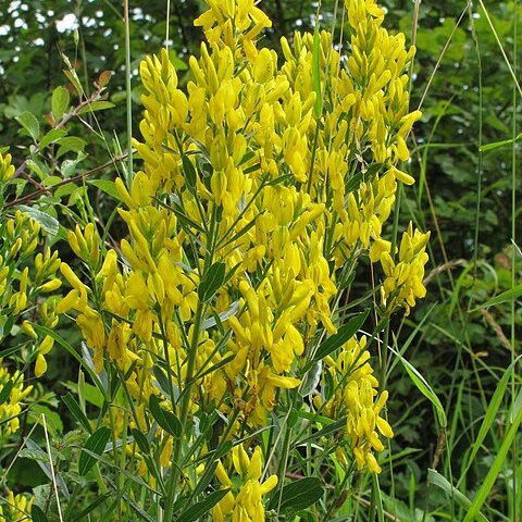 Genista unspecified picture