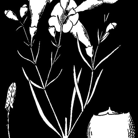 Agalinis linifolia unspecified picture