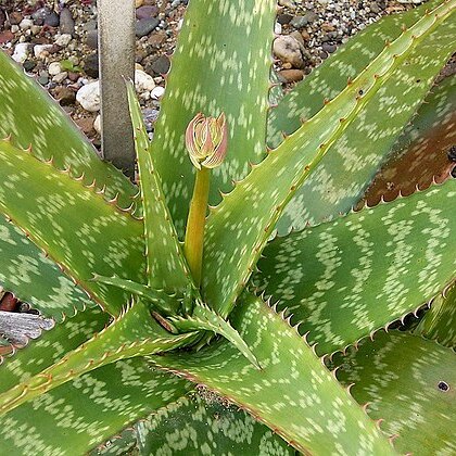 Aloe greenii unspecified picture