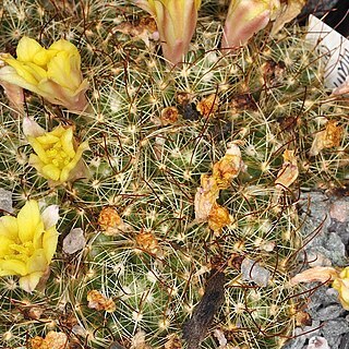 Mammillaria surculosa unspecified picture