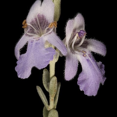 Prostanthera wilkieana unspecified picture