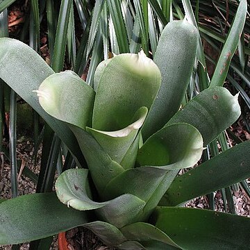 Neoregelia bahiana unspecified picture