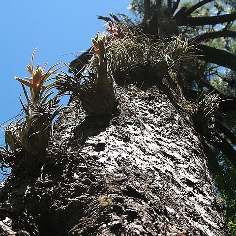 Tillandsia seleriana unspecified picture