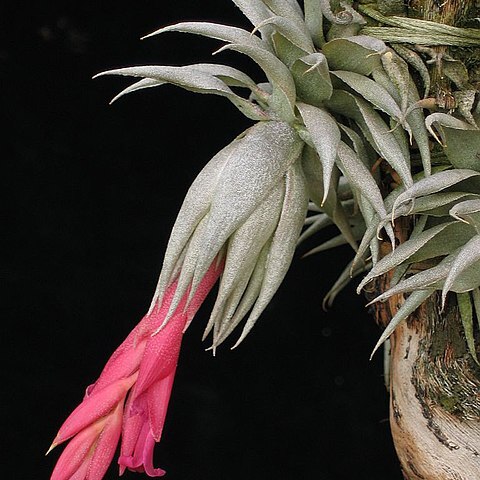 Tillandsia reclinata unspecified picture