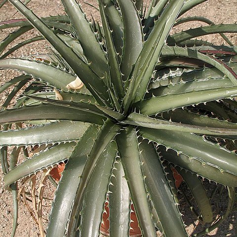 Dyckia velascana unspecified picture