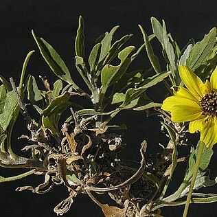 Encelia canescens unspecified picture