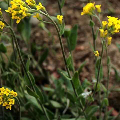 Draba aurea unspecified picture