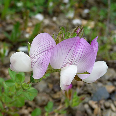 Ononis laxiflora unspecified picture