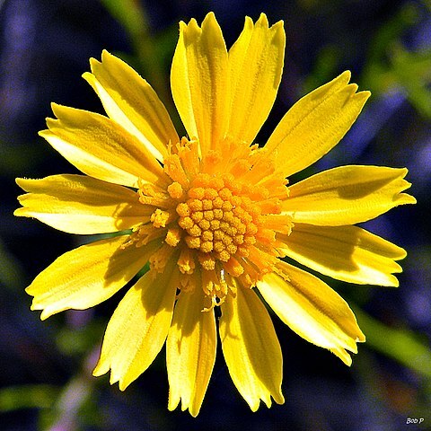 Balduina angustifolia unspecified picture