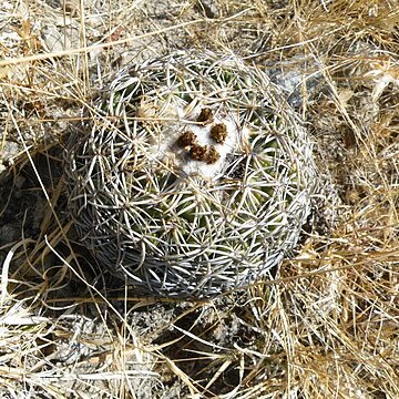 Coryphantha retusa unspecified picture