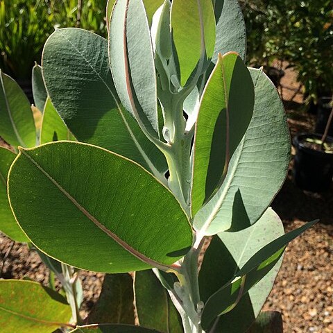 Eucalyptus tetragona unspecified picture