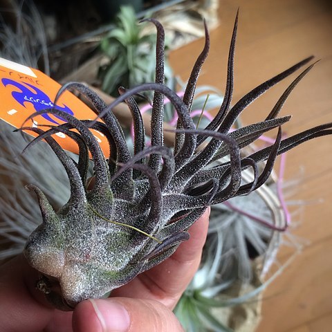 Tillandsia pruinosa unspecified picture