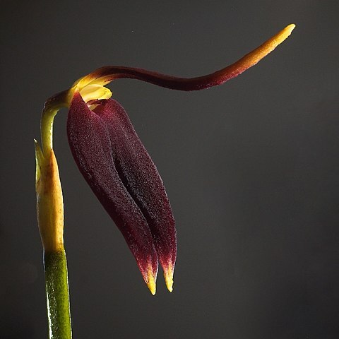 Masdevallia melanoxantha unspecified picture