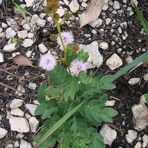 Mimosa cyclophylla unspecified picture