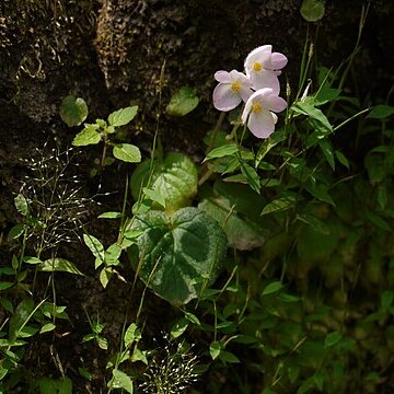 Begonia crenata unspecified picture