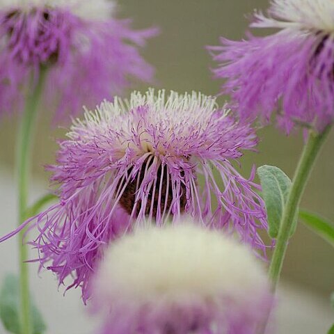 Plectocephalus rothrockii unspecified picture