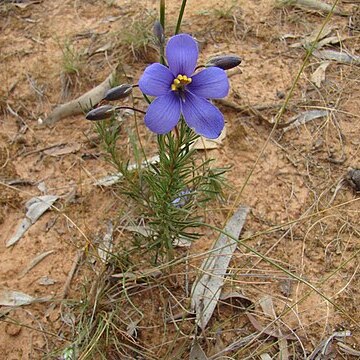 Cheiranthera linearis unspecified picture