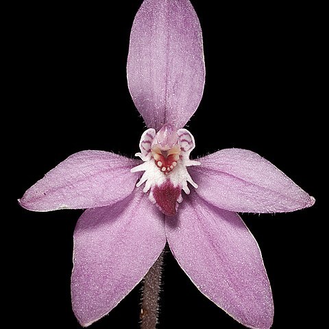 Caladenia reptans subsp. reptans unspecified picture