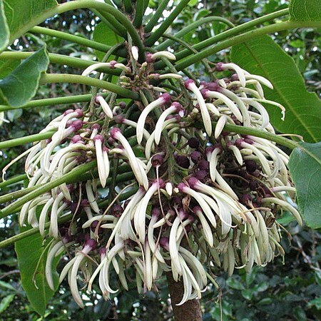 Cyanea angustifolia unspecified picture