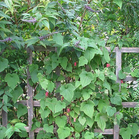 Clematis alternata unspecified picture