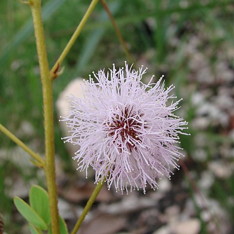 Mimosa cyclophylla unspecified picture