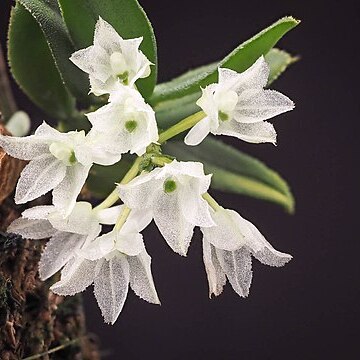 Hymenorchis javanica unspecified picture