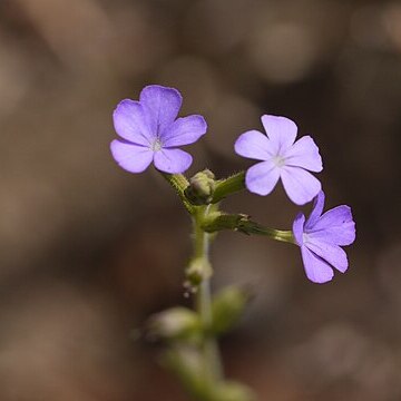 Buchnera hispida unspecified picture