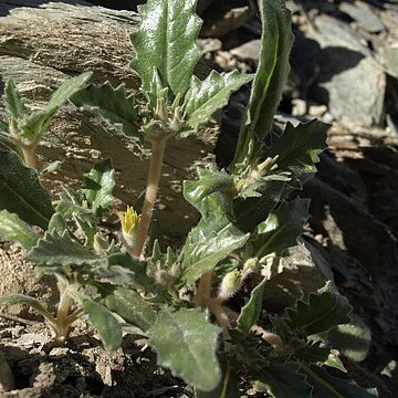 Mentzelia reflexa unspecified picture