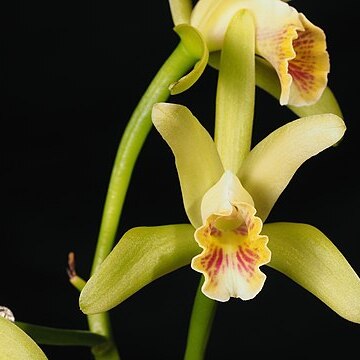 Cattleya mooreana unspecified picture