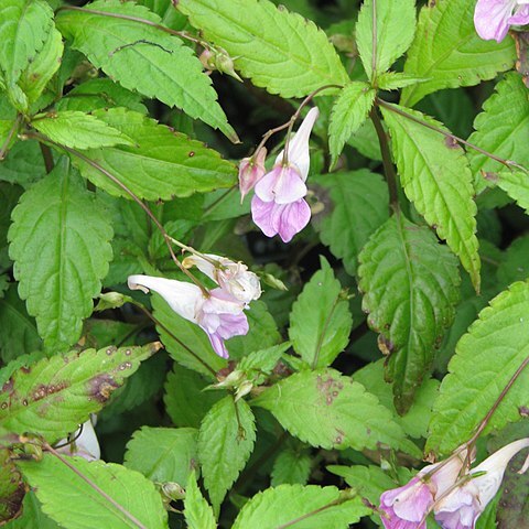 Impatiens uniflora unspecified picture