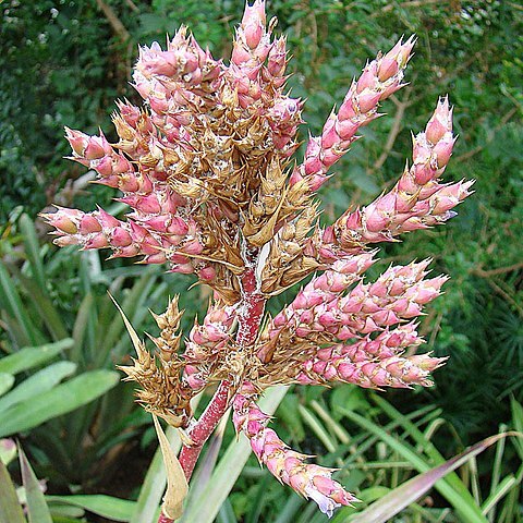 Hohenbergia catingae unspecified picture