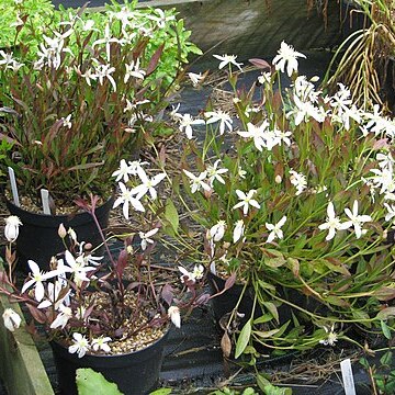 Clematis gentianoides unspecified picture