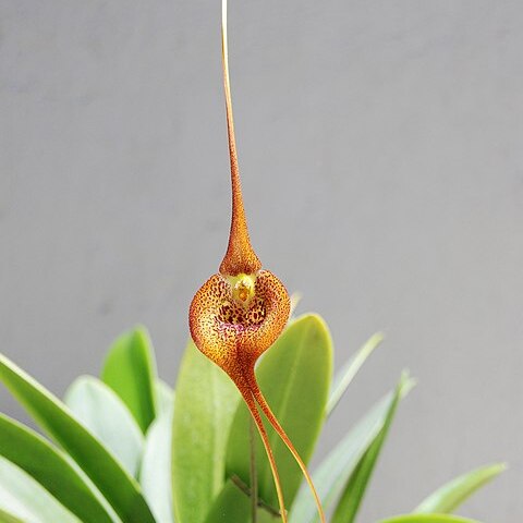 Masdevallia regina unspecified picture