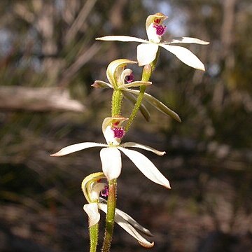 Caladenia cucullata unspecified picture