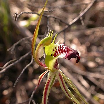 Caladenia atrovespa unspecified picture