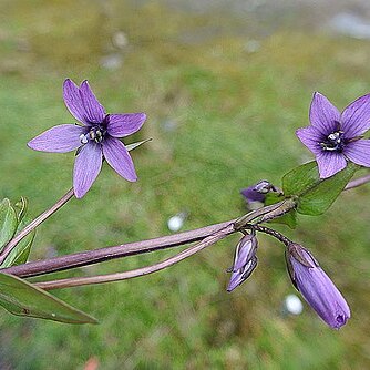 Gentianella jamesonii unspecified picture