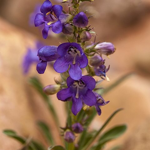 Penstemon cyanocaulis unspecified picture