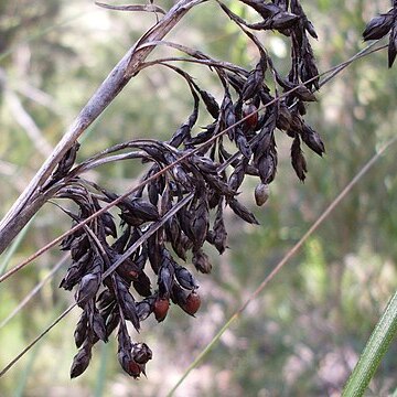 Gahnia erythrocarpa unspecified picture