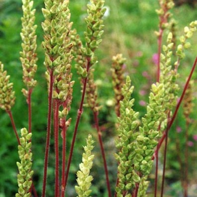 Heuchera chlorantha unspecified picture