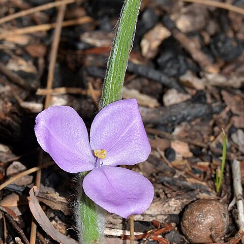 Patersonia babianoides unspecified picture