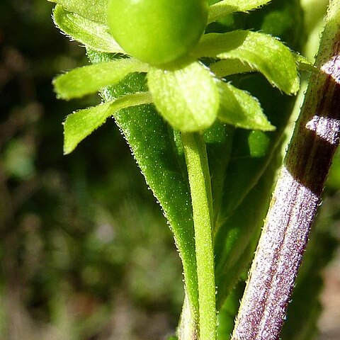 Lantana lucida unspecified picture