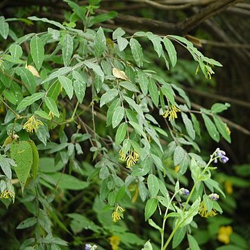 Wikstroemia canescens unspecified picture