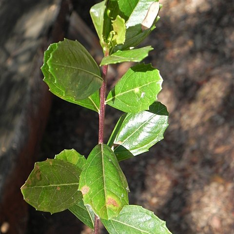 Baccharis retusa unspecified picture