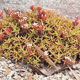 Crassula pruinosa unspecified picture