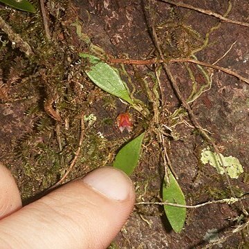 Lepanthes caritensis unspecified picture